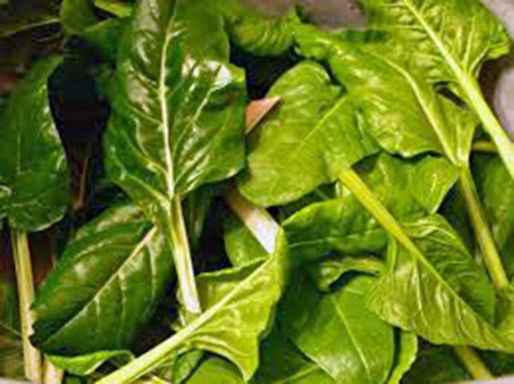 500 Swiss Chard Seeds | Perpetual Spinach Seeds
