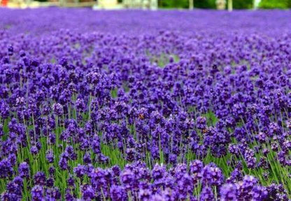 500 True English Lavender Seeds