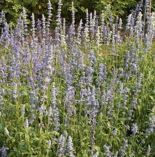 500 True English Lavender Seeds