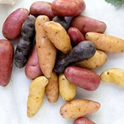 60 Potato Mix Seeds