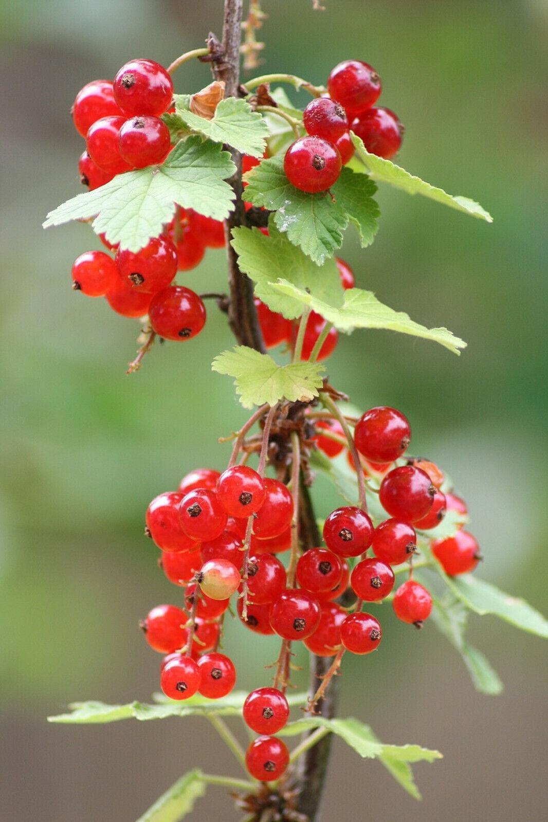 60 Red Wax Currant Berry Seeds