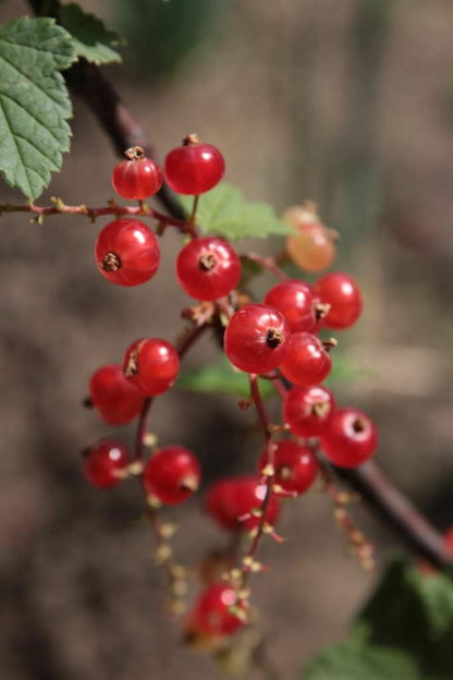 60 Red Wax Currant Berry Seeds