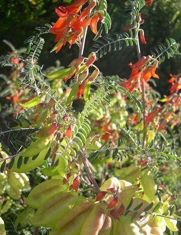 7 Lessertia Frutescens Seeds
