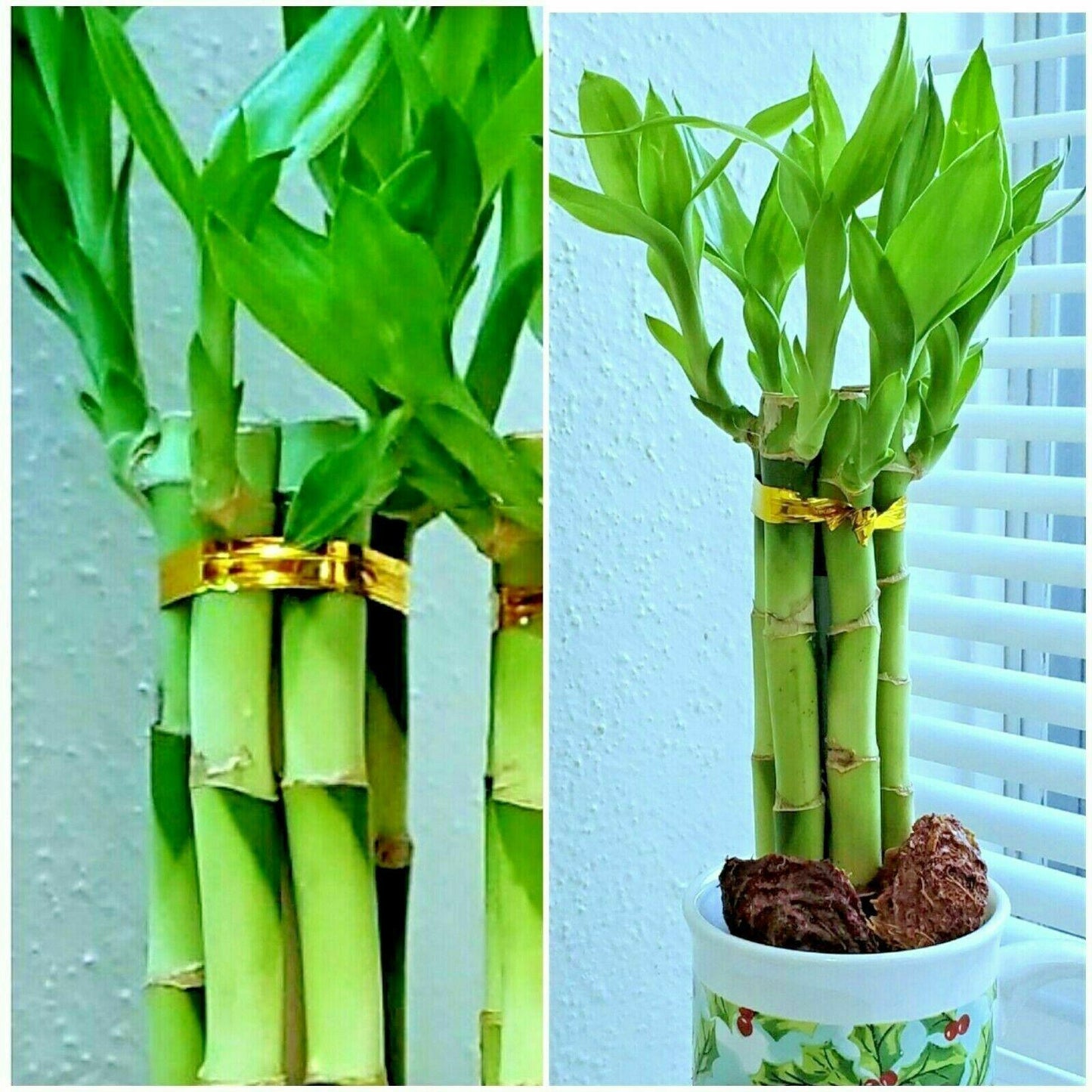 7 Lucky Bamboo Plant 4" Stalks Live Plant