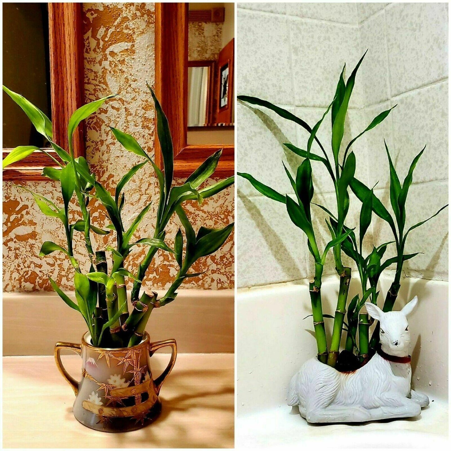 7 Lucky Bamboo Plant 4" Stalks Live Plant