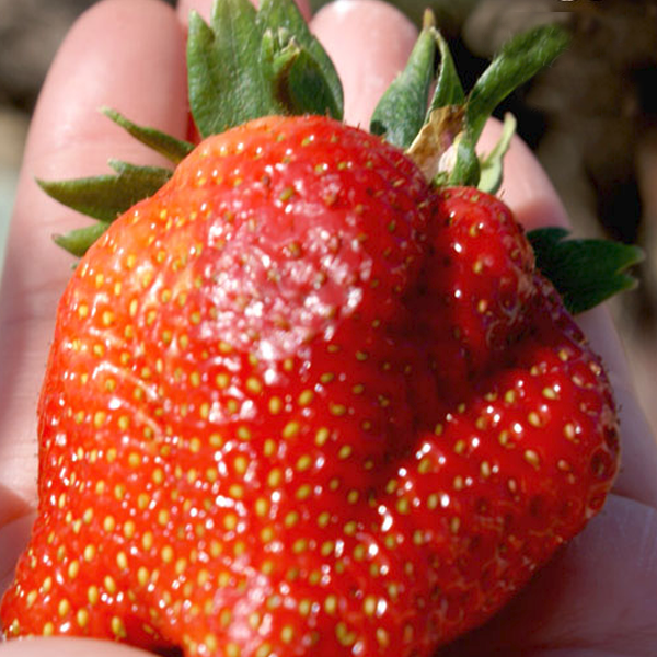 Fancy Twisted Strawberry Seeds