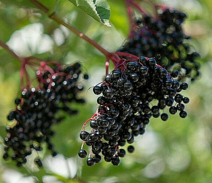 80 European Black Elderberry Seeds