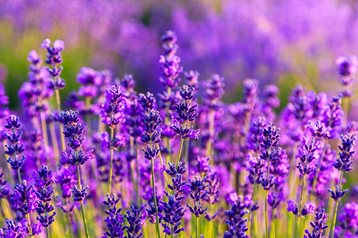 800 Common English Lavender Seeds