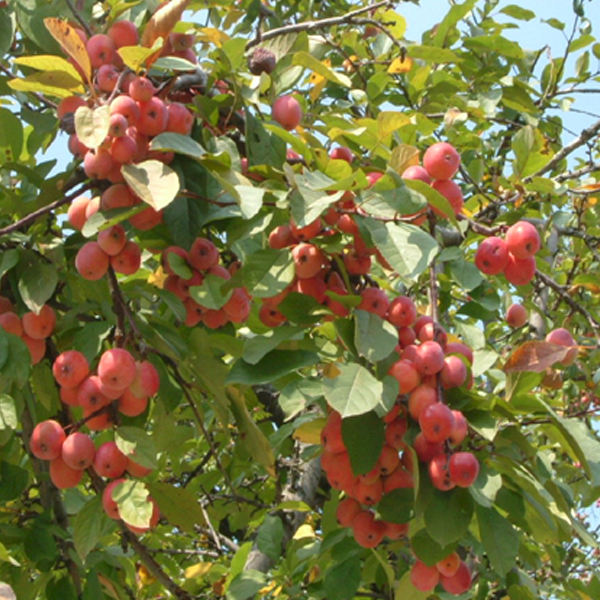 Best Quality Apple Tree Seeds