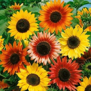Sunflower, Autumn Beauty Sunflower Mix