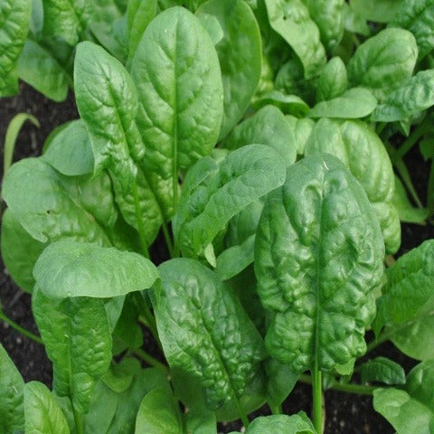 SPINACH, Bloomsdale