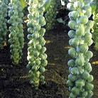 Long Island Brussels Sprouts