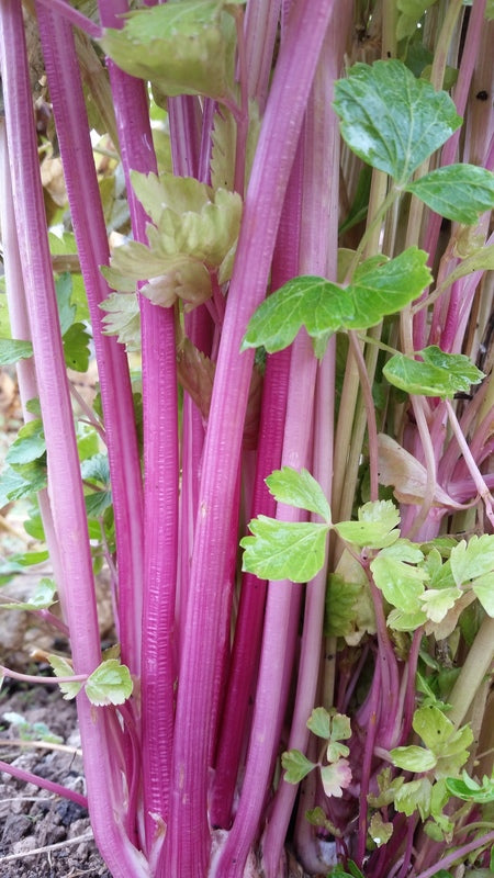 CELERY, Chinese Pink