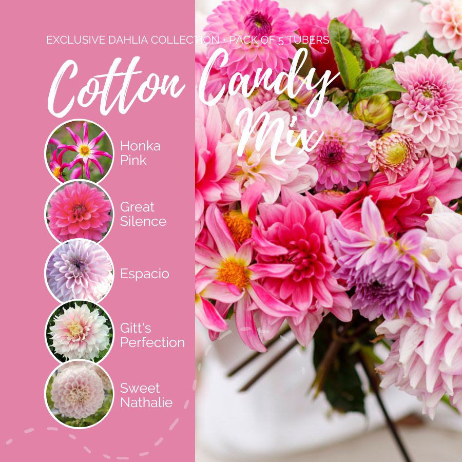 Dahlia Bulbs (Ball & Decorative) - Cotton Candy Mix