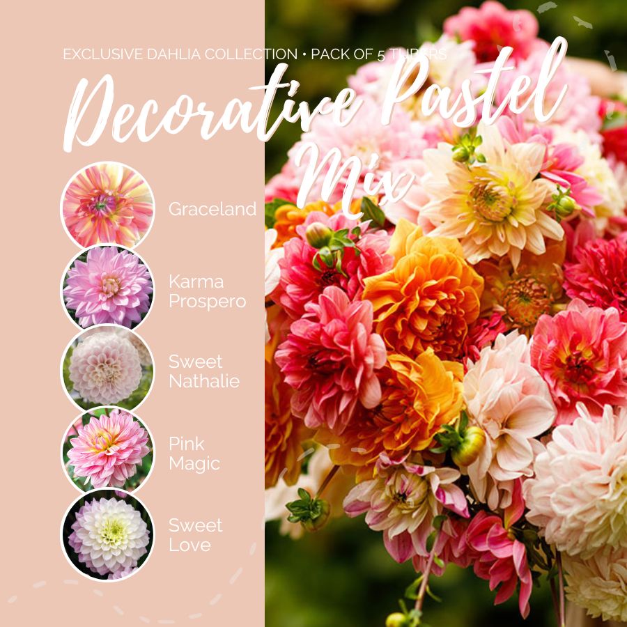 Dahlia Bulbs - Decorative Pastel Mix