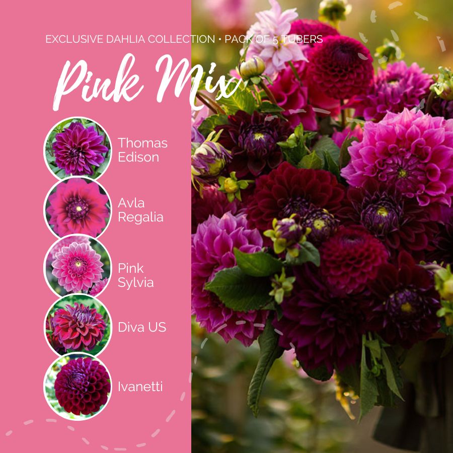 Dahlia Bulbs (Ball & Decorative) - Pink Mix