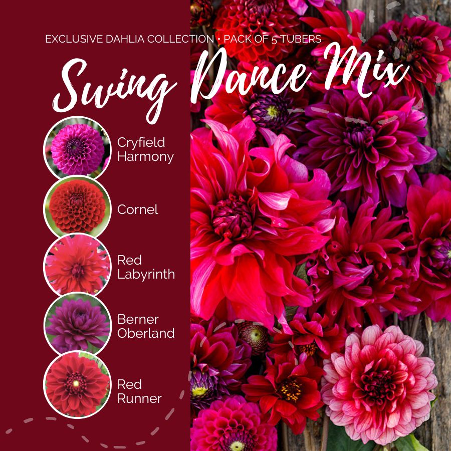 Dahlia Bulbs (Ball & Dinnerplate) - Swing Dance Mix