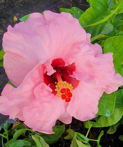 Hawaiian Pink Hibiscus - Starter Live Plant