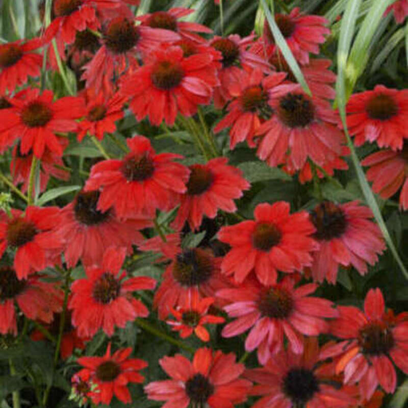 50 Echinacea Seeds - Bright Red Coneflower