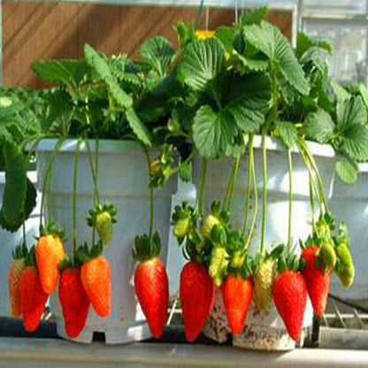 Four Seasons Potted Red Strawberry Seeds