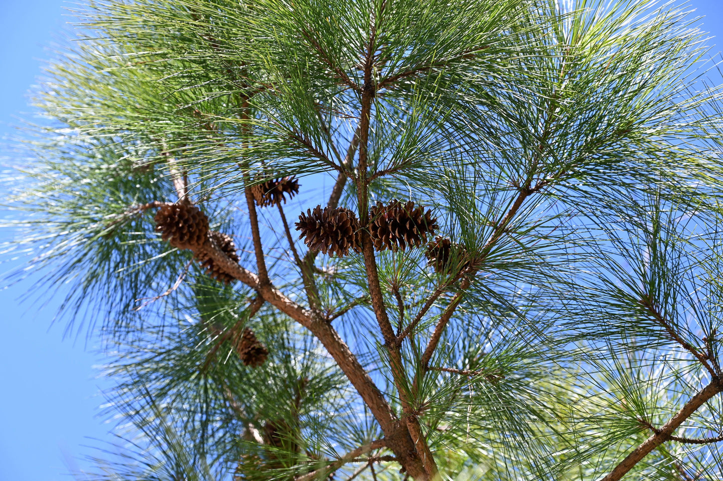 PINE, Improved Loblolly
