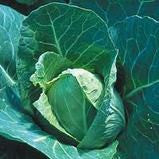 New Jersey Wakefield Cabbage