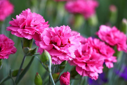 50 Pink Rose Carnation Dianthus Caryophyllus Seeds