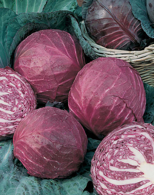 Red Acre Cabbage