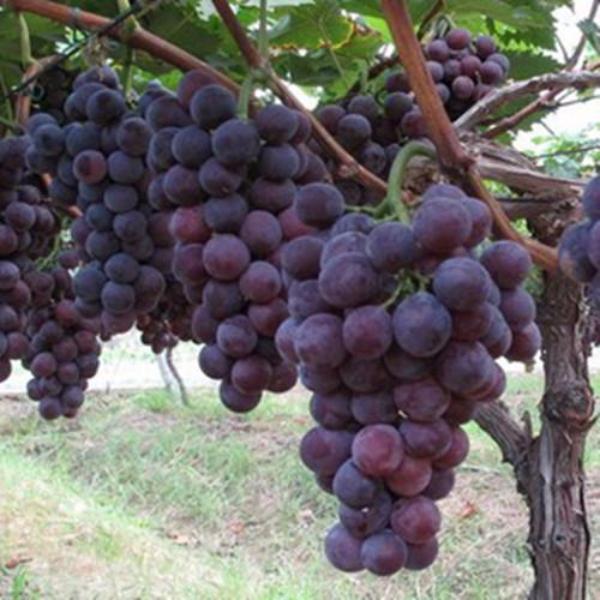 Purple Kyoho Grape Seeds