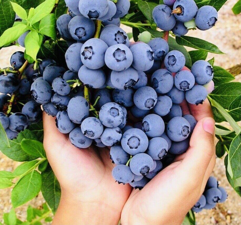 Sweet Blueberry Seeds - NON-GMO