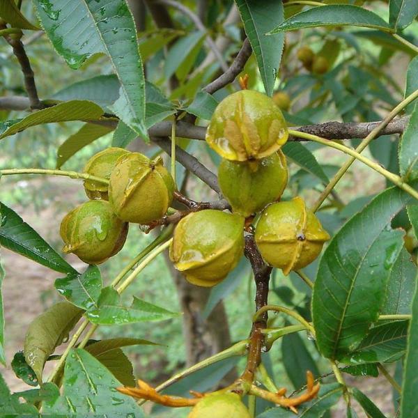 Pecan Walnut Tree Seed
