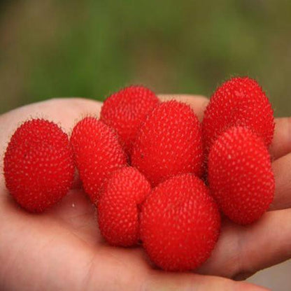 Wild Strawberry Seeds