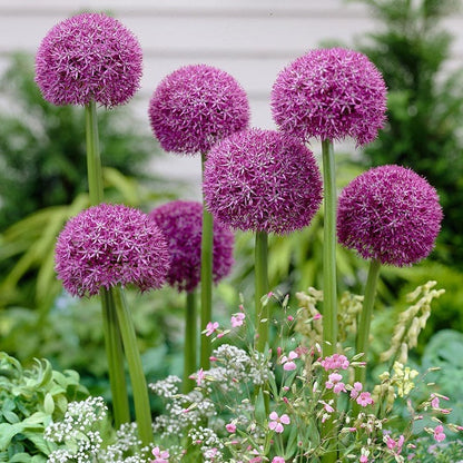 Allium Bulbs (Giant) - Pinball Wizard