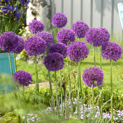Allium Bulbs (Tall) - Purple Sensation
