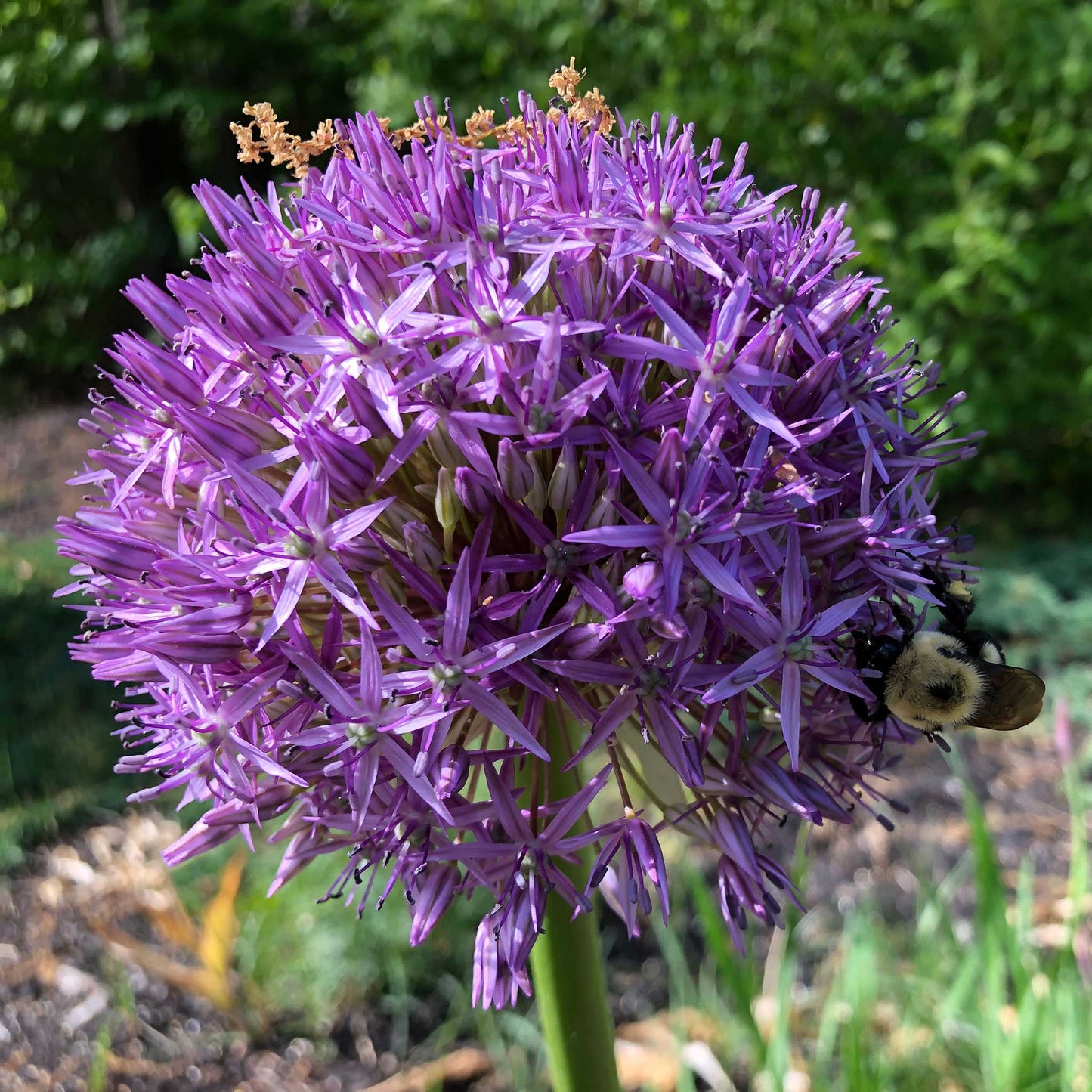 Allium Bulbs (Tall) - Purple Sensation