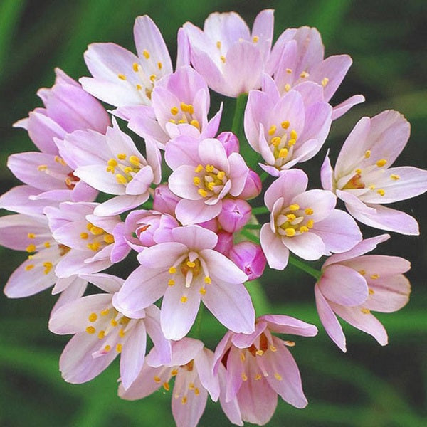 Allium Bulbs (Small) - Roseum