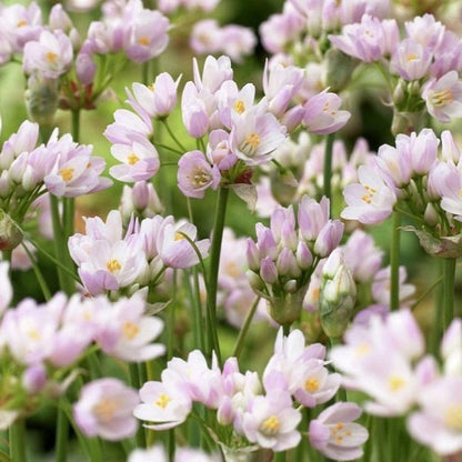 Allium Bulbs (Small) - Roseum