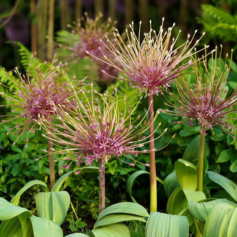 Allium Bulbs (Tall) - Schubertii