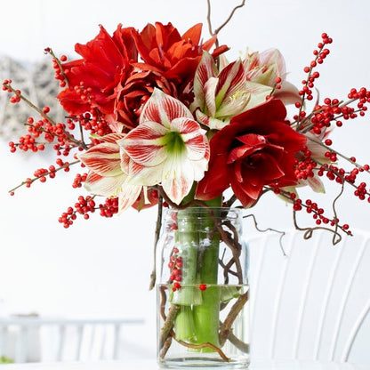 Amaryllis Bulbs - Red & White Collection