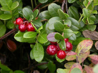 50 American Cranberry | Vaccinium Macrocarpon Seeds