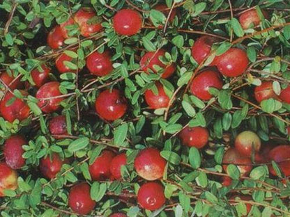 50 American Cranberry | Vaccinium Macrocarpon Seeds