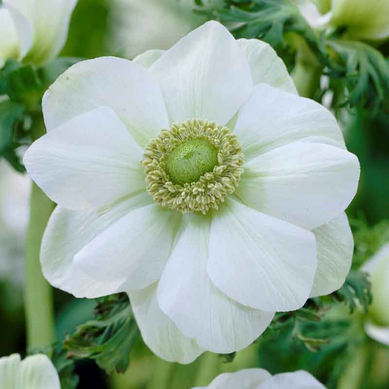 Anemone Bulbs - Albino
