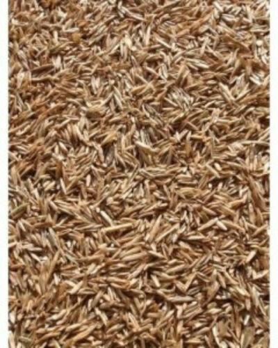 Annual Rye Grass Seeds - 1 lb