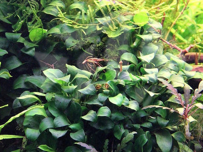 Anubias Nana ‘Petite’ Aquarium Plant