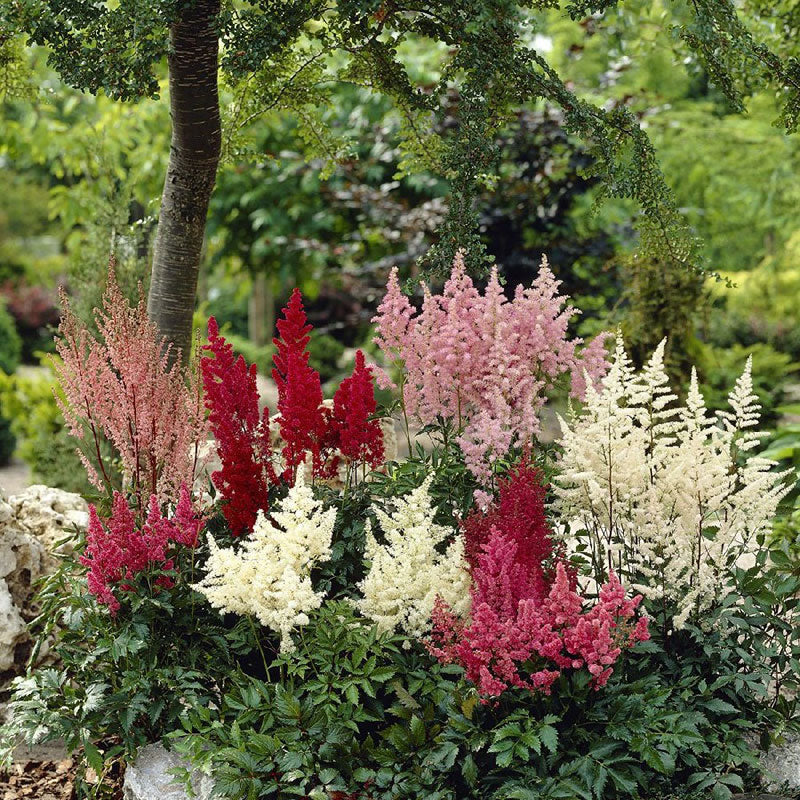 Astilbe Roots - Mix