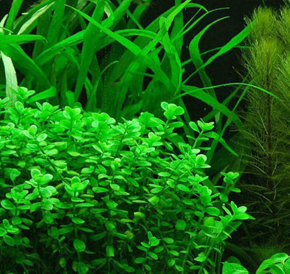 Bacopa Monnieri Moneywort Freshwater Live Aquarium Plants Bunch