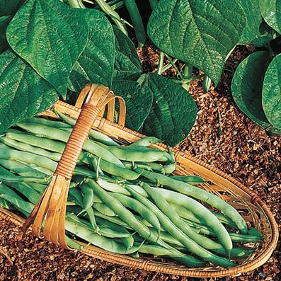 Bean Seeds (Bush) - Kentucky Wonder 125