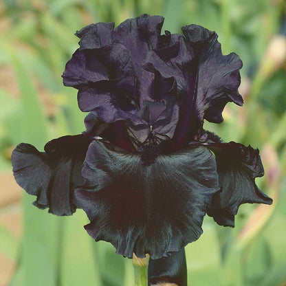 Bearded Iris - Black is Black