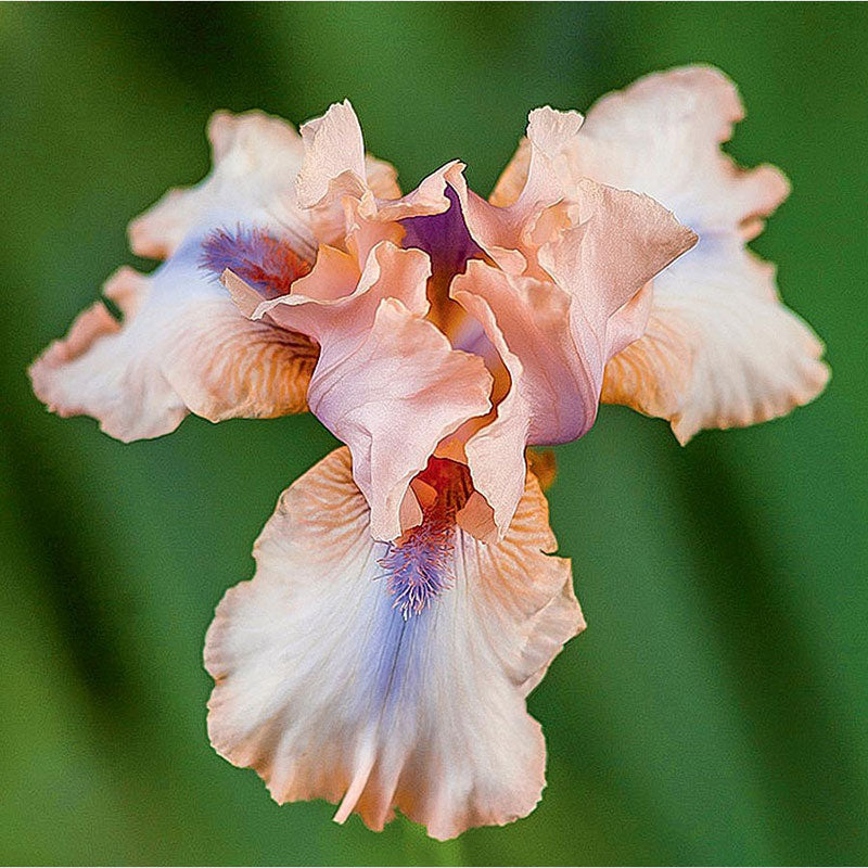 Re-Blooming Bearded Iris - Concertina