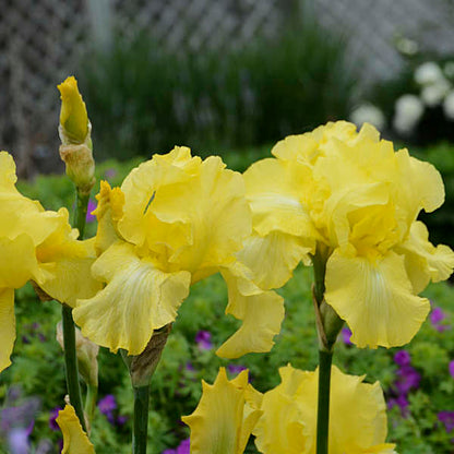 Re-Blooming Bearded Iris - Harvest of Memories